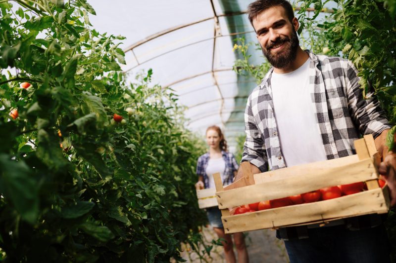 Attractive happy male farmer working in his greenhouse